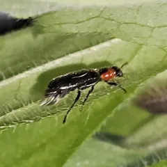 Black and Red Checkered Beetle thumbnail 1