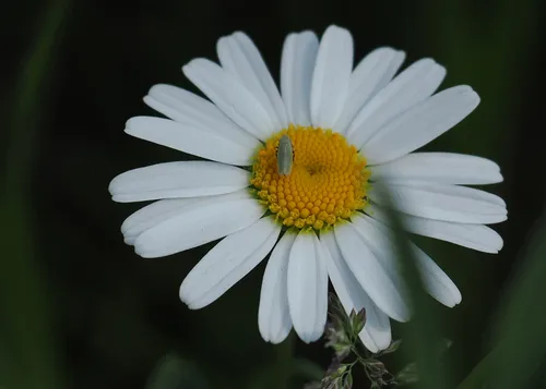 Diplocolenus abdominalis