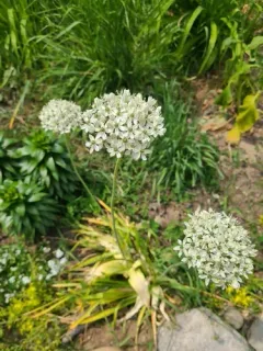 Allium multibulbosum thumbnail 2