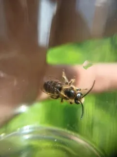 Melitta melittoides thumbnail 3