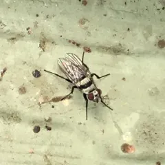 Root Maggot Fly thumbnail 4