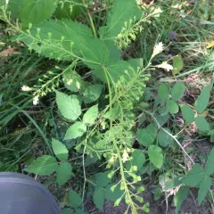 citronella horse balm thumbnail 3