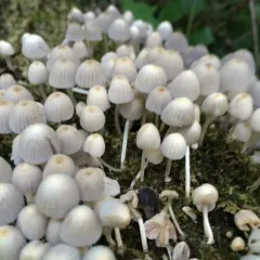 Trooping Crumble Cap thumbnail 3