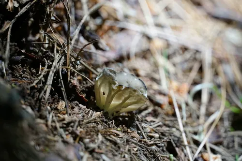 Helvella costifera