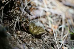 Helvella costifera thumbnail 1