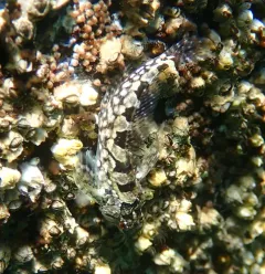 Calico Sculpin thumbnail 4