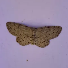 Dotted Gray thumbnail 3