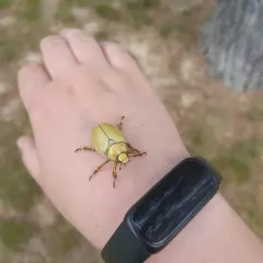 Goldsmith Beetle thumbnail 2