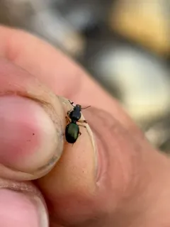 Obese Point-bearing Beetle thumbnail 2