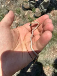 Plains Black-headed Snake thumbnail 2