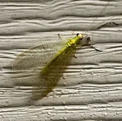 Four-spotted Green Lacewing thumbnail 3