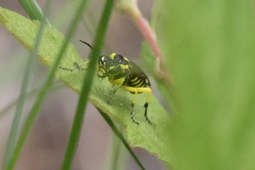 Yellow-sided Clover-sawfly