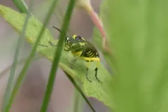 Yellow-sided Clover-sawfly thumbnail 1