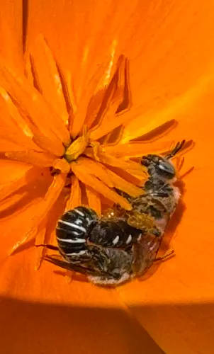 Calliopsis obscurella