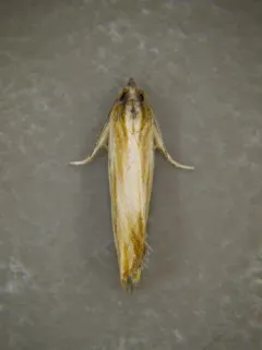 Eucosma radiatana thumbnail 4