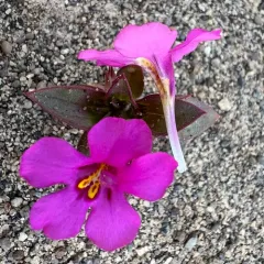 Deschutes Monkeyflower thumbnail 2