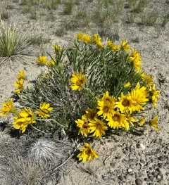 Badlands Mule-ears thumbnail 3