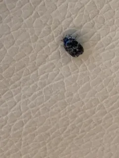 Larger Cabinet Beetle thumbnail 1