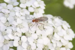 Empis tridentata thumbnail 4