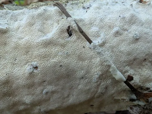 Rigidoporus corticola