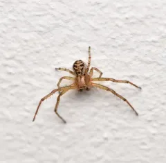 Xysticus auctificus thumbnail 3
