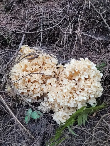Cauliflower Fungus