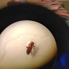 Enoclerus nigripes thumbnail 4