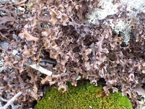 Andrejev's Iceland Lichen