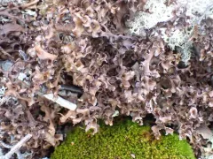 Andrejev's Iceland Lichen thumbnail 1