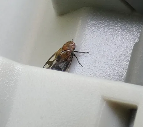 Oncopsis abietis