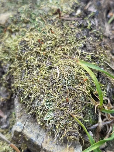 Brachytheciastrum collinum