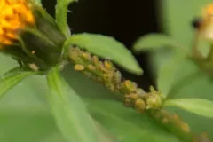 Tupelo-blackjack Aphid thumbnail 4
