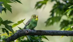 Budgerigar thumbnail 2