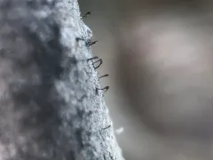 Poplar Needles thumbnail 3