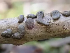 Diacheopsis kowalskii thumbnail 2