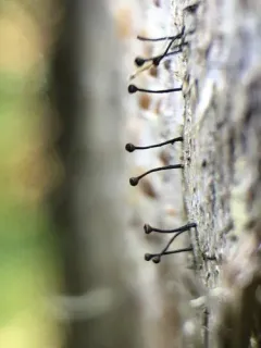 Calicium salicinum thumbnail 2