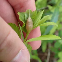 Dasineura salicifoliae thumbnail 2