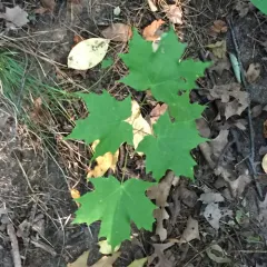 sugar maple thumbnail 3