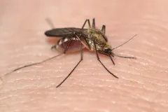 Aedes punctor thumbnail 3