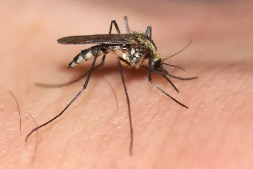 Aedes diantaeus