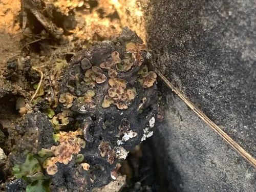 Jellytot Earthscale Lichen
