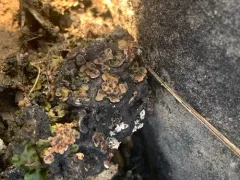 Jellytot Earthscale Lichen thumbnail 1