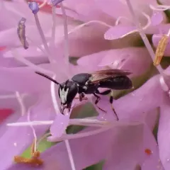 Slender-faced Masked Bee thumbnail 3