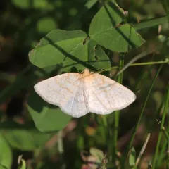 False Yellow-dusted Cream thumbnail 3
