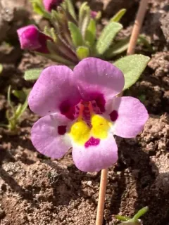 tricolor monkeyflower thumbnail 2