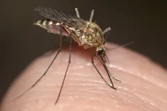 Snow Mosquito thumbnail 3