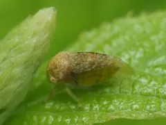 Cyrtolobus inermis thumbnail 1