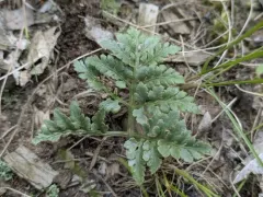 St. Lawrence grapefern thumbnail 2