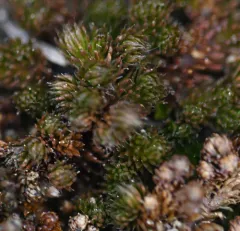 Standley's Spikemoss thumbnail 2