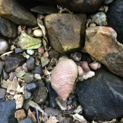 Atlantic Dogwhelk thumbnail 2